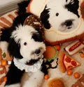 Custom Double-Sided Pet Shaped Pillow - 50cm Clone | Pooji - Personalized Custom Pet Gift